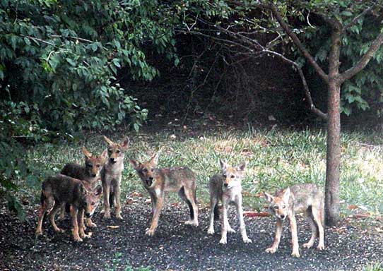 Photo: 6 coyote pups
